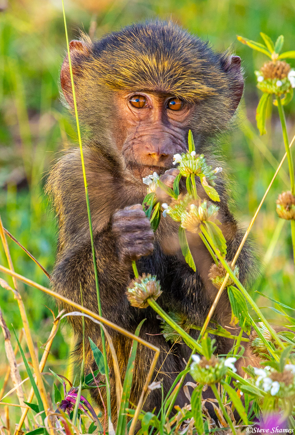 Baby baboon in the bush.