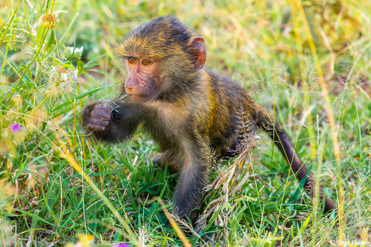 A baby baboon munching on a little grass.