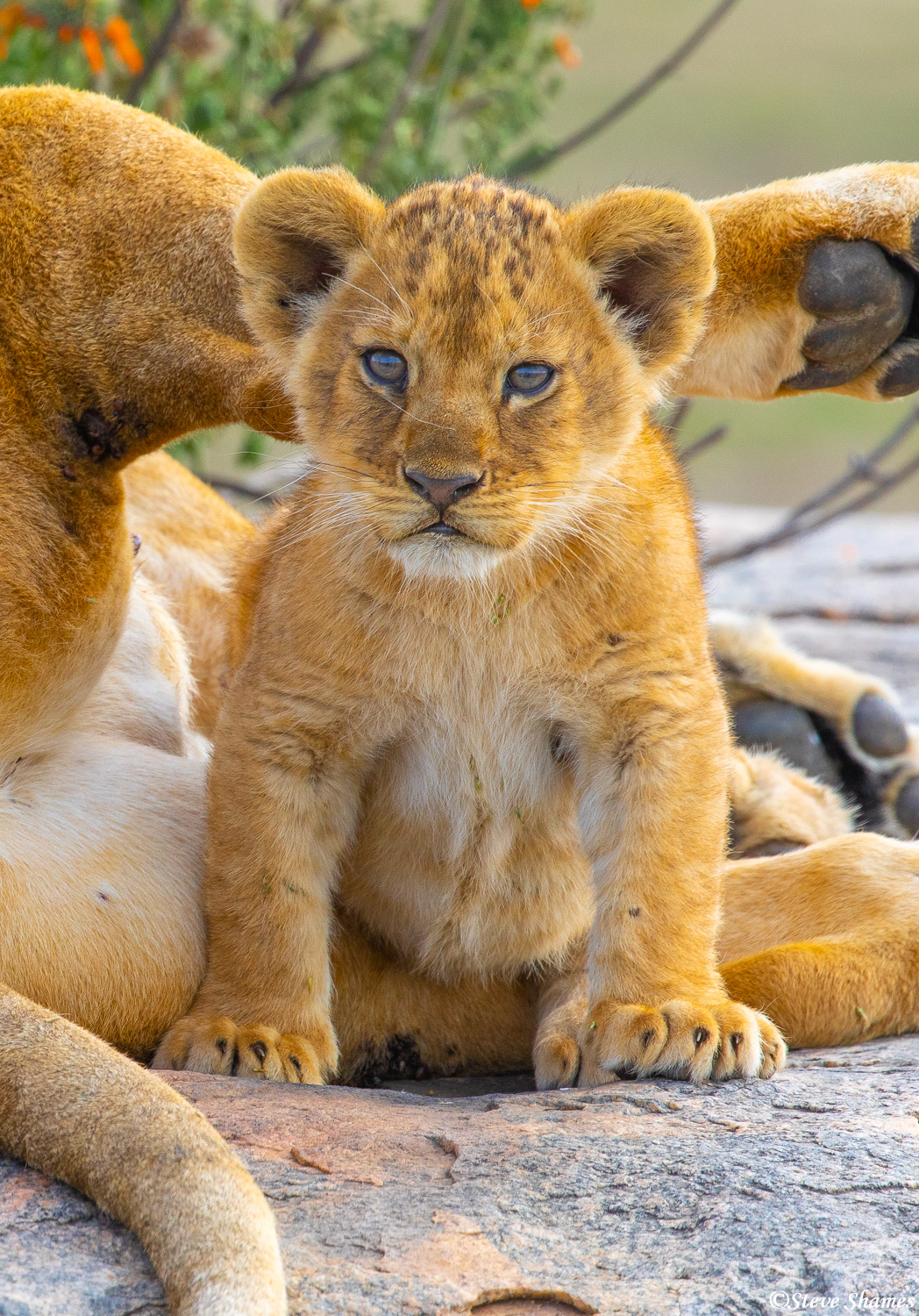 A little baby lion cub takes a break from feeding, to take a look around.