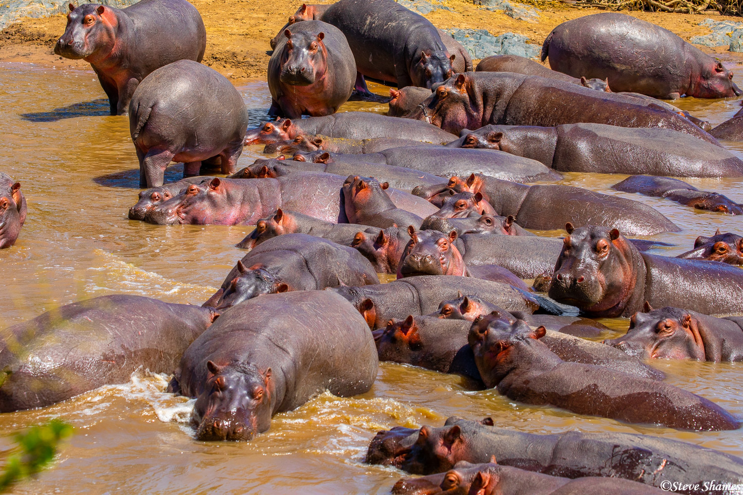Here is a "bloat" of hippos. Another term for a group of hippos.