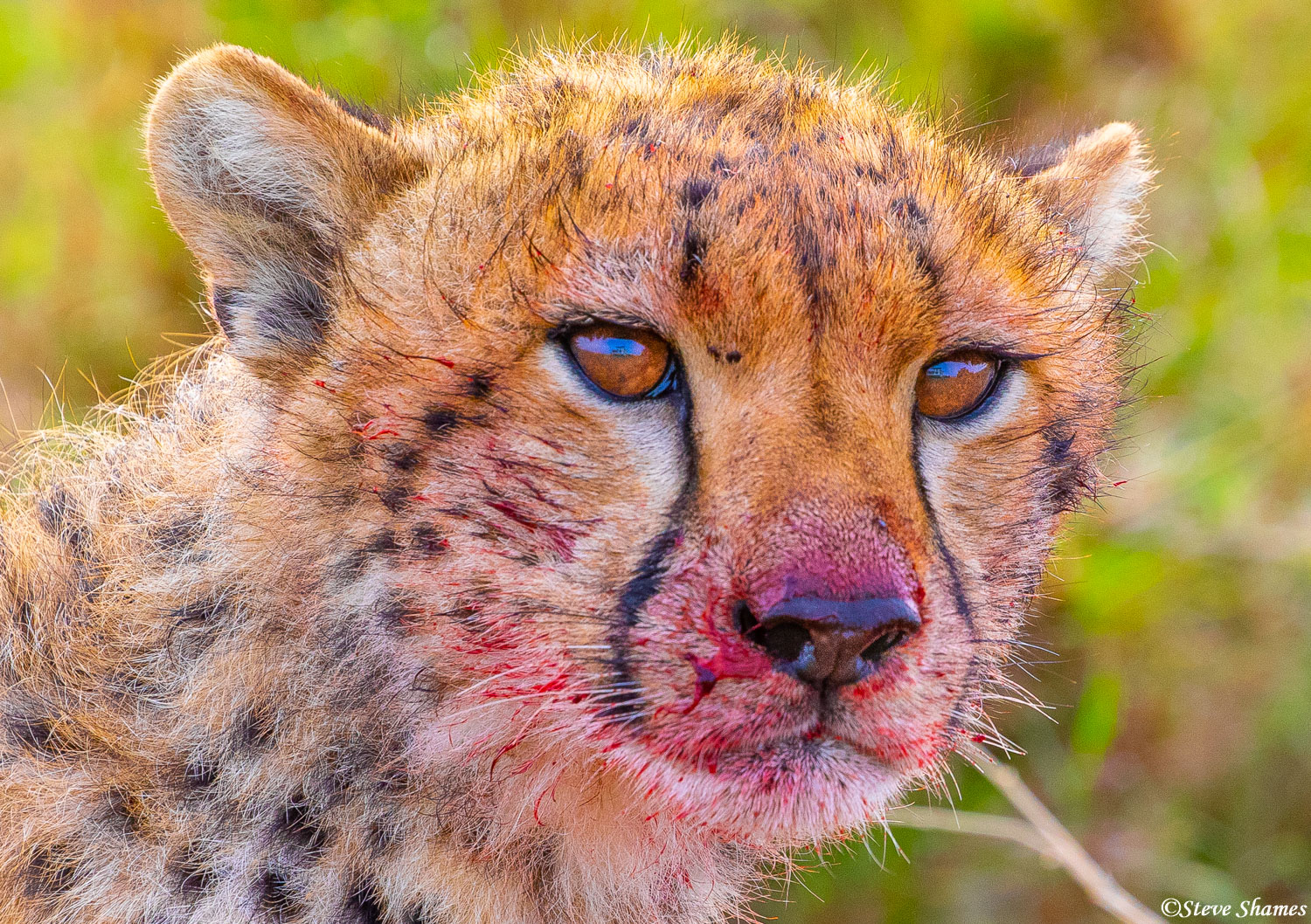 Cheetahs usually end up with a bloody face during eating.