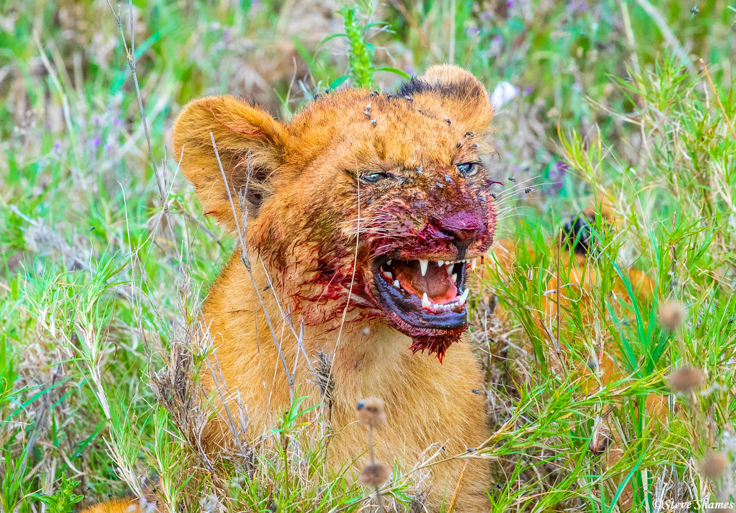 Bloody faced lion cub -- looking irritated, probably from all the flies.