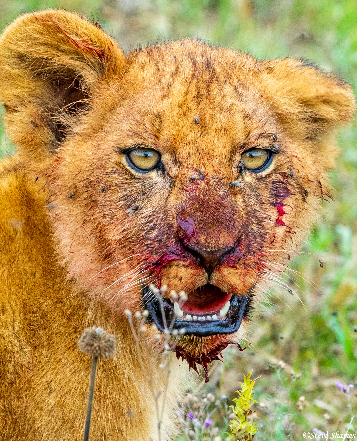 Bloody faced lion cub taking a break from the wildebeest meal.