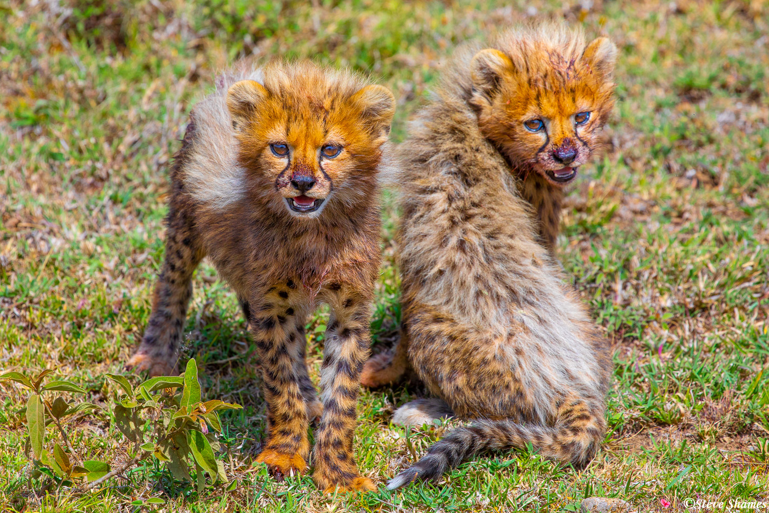 These cheetah cubs were digging there nose right into the belly of whatever they were eating. Mom cheetah will be licking the...