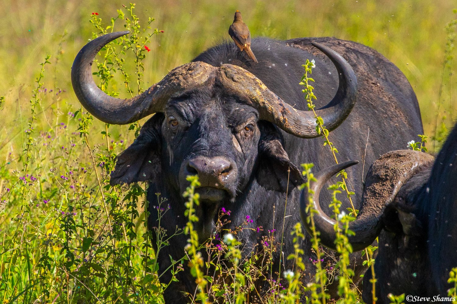 Cape buffalo could win a staring contest against any other animal. They are good at it.
