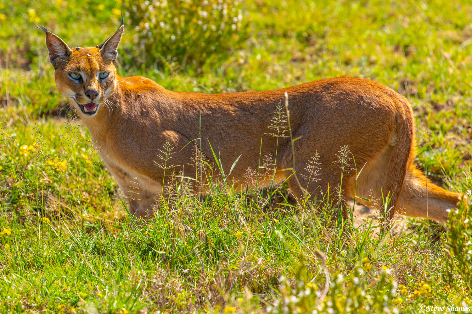 Africa's Caracal cat, looks kind of like a small mountain lion.
