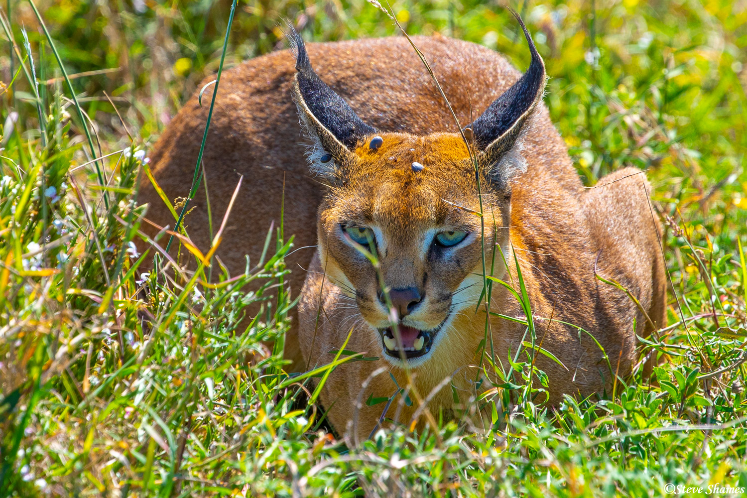 Here is a caracal cat, which is not a common sight to see.
