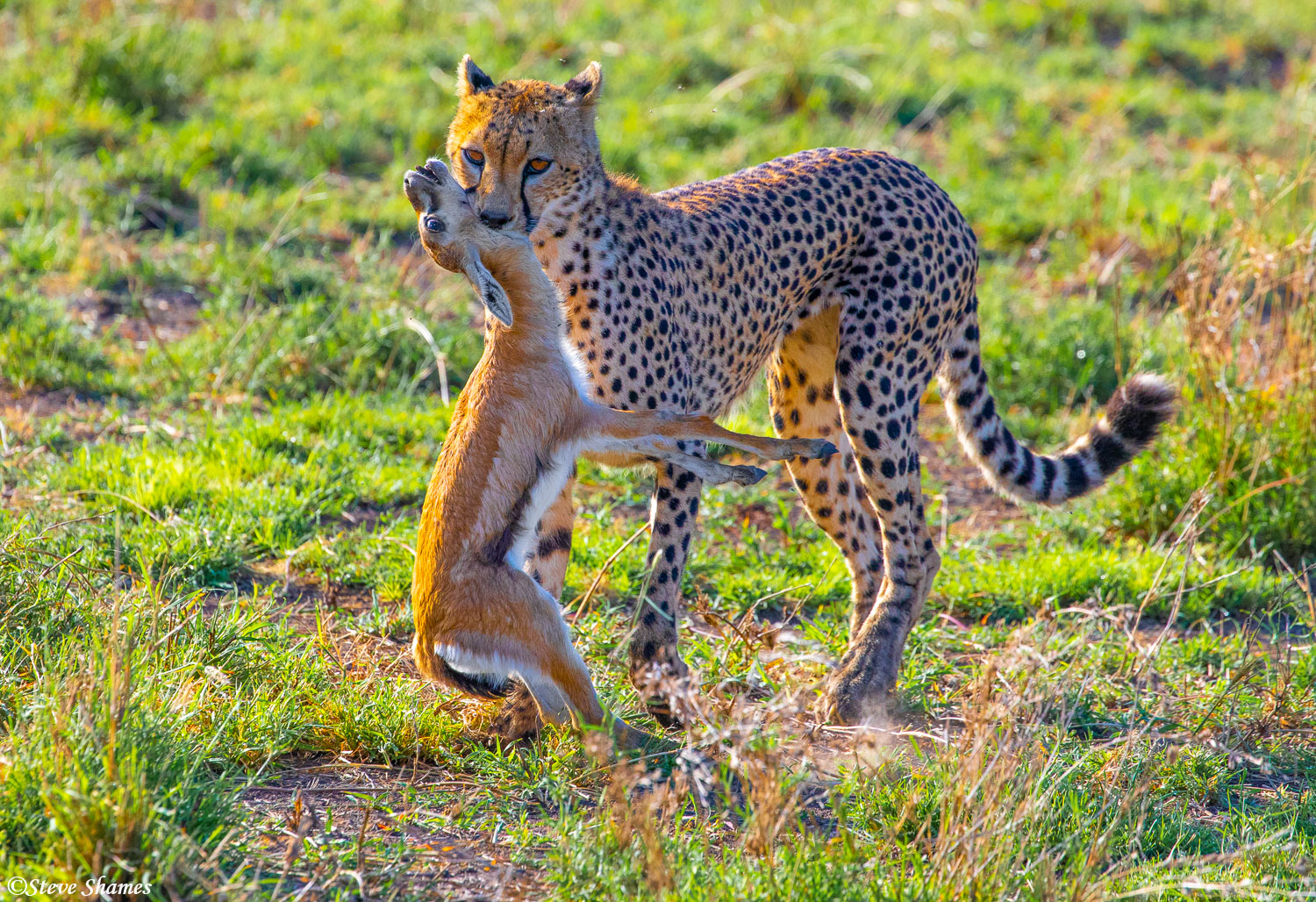 Here she is carrying the gazelle back to her cub. She does not kill it, but keeps it alive.