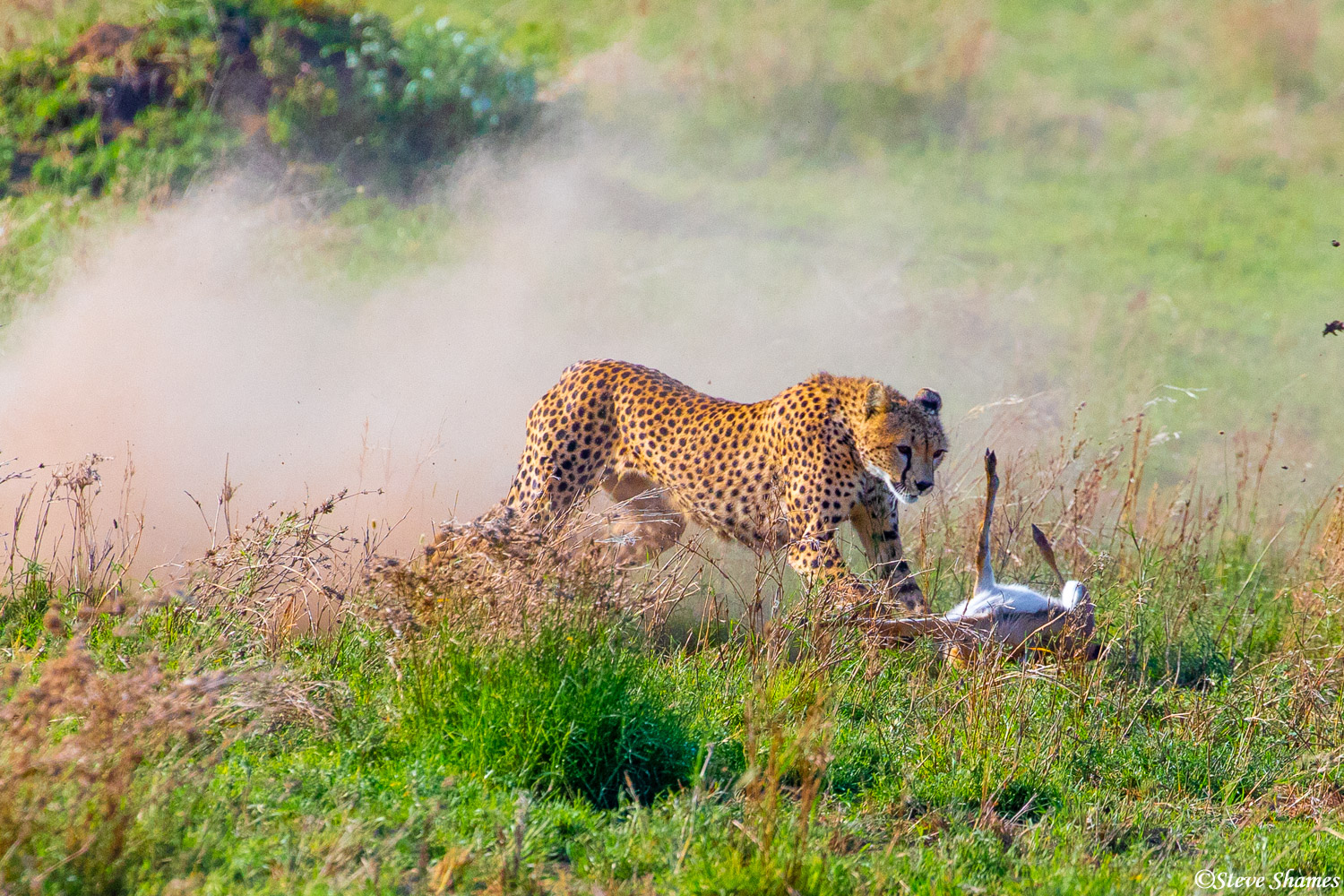 And here in a cloud of dust, the cheetah catches the gazelle.