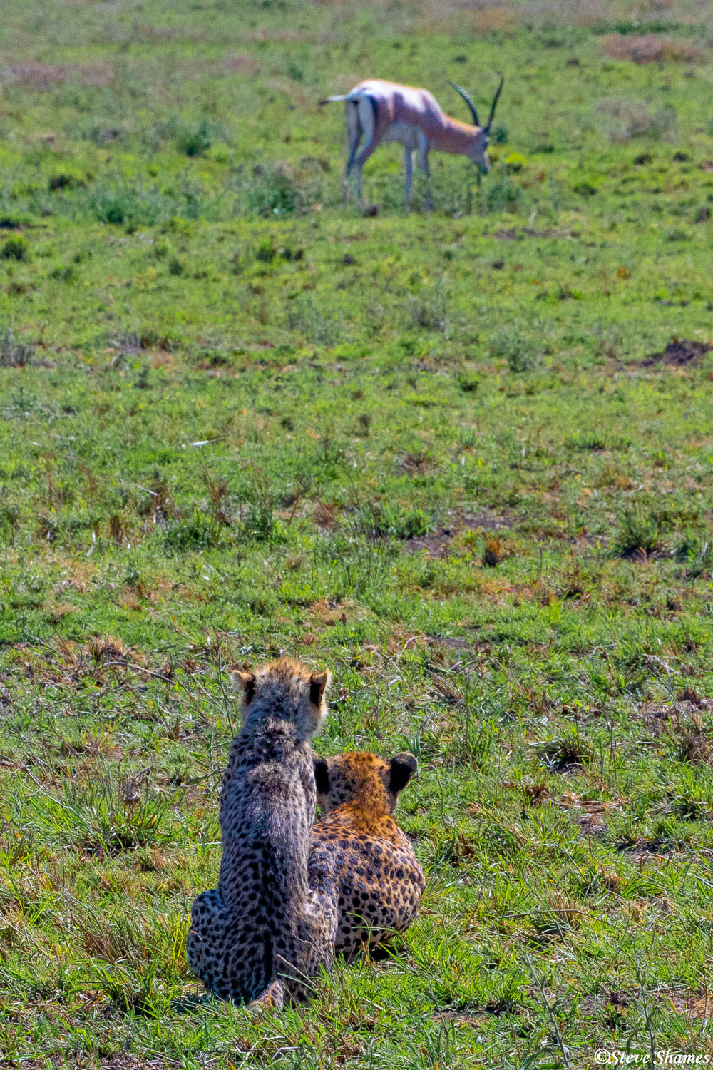 The cheetahs move up closer and the grant's gazelle does not notice.
