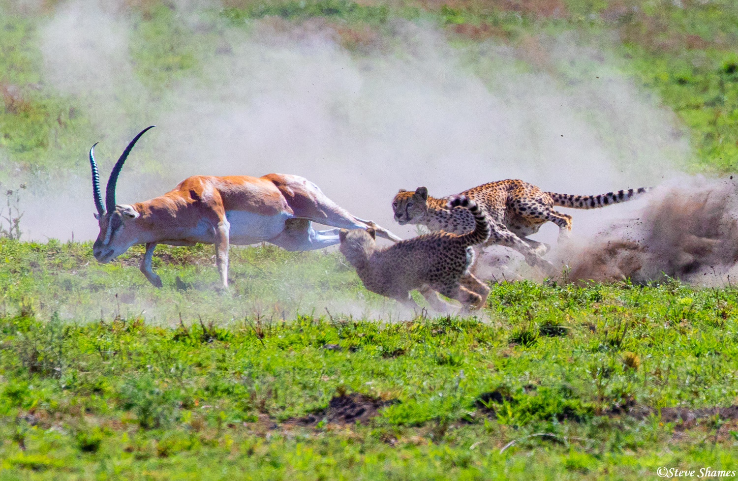 The grant's gazelle was caught by surprise, and now he is running for his life.