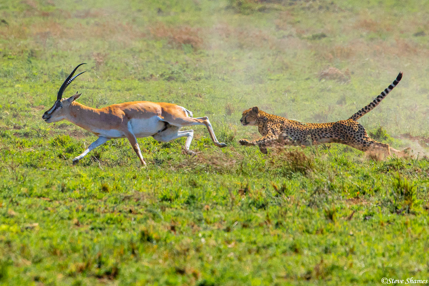 Cheetah chases are the most exciting events I have ever seen in Africa -- but they are very hard to capture. They happen so fast...