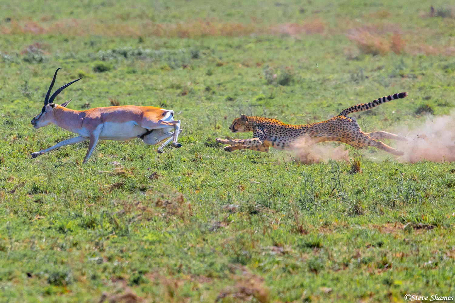 They are at full speed here. No land animal can outrun a cheetah in a sprint. All they can hope to do is outmaneuver the cheetah...