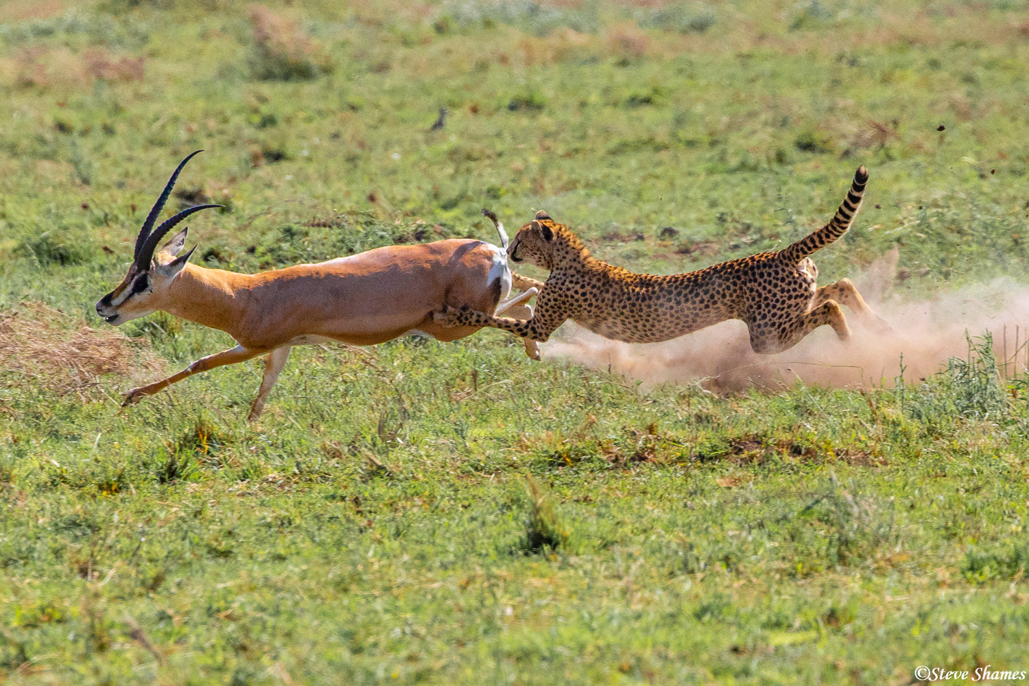 Here is the moment the cheetah catches the grant's gazelle -- for now. They usually bring the animal down by tripping it up.