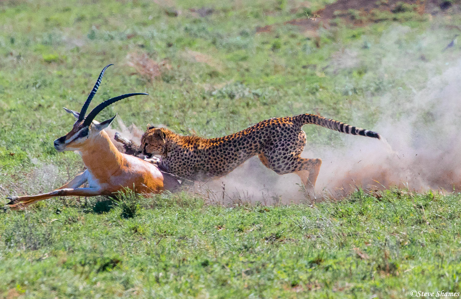 The cheetah brings the grant's gazelle down, but it gets free and runs again.