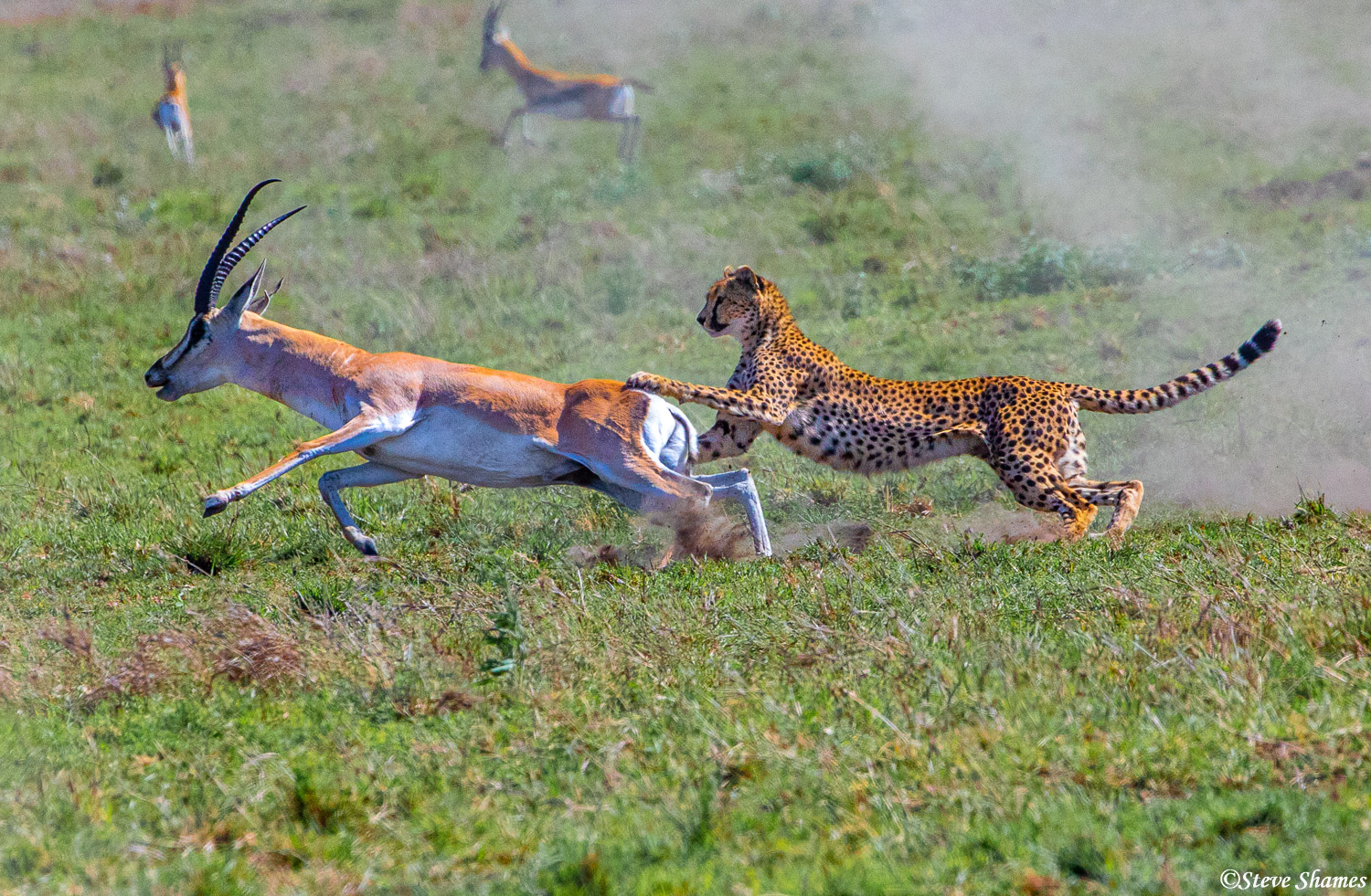 The mother cheetah catches up for a second time, and tries to bring down the gazelle.