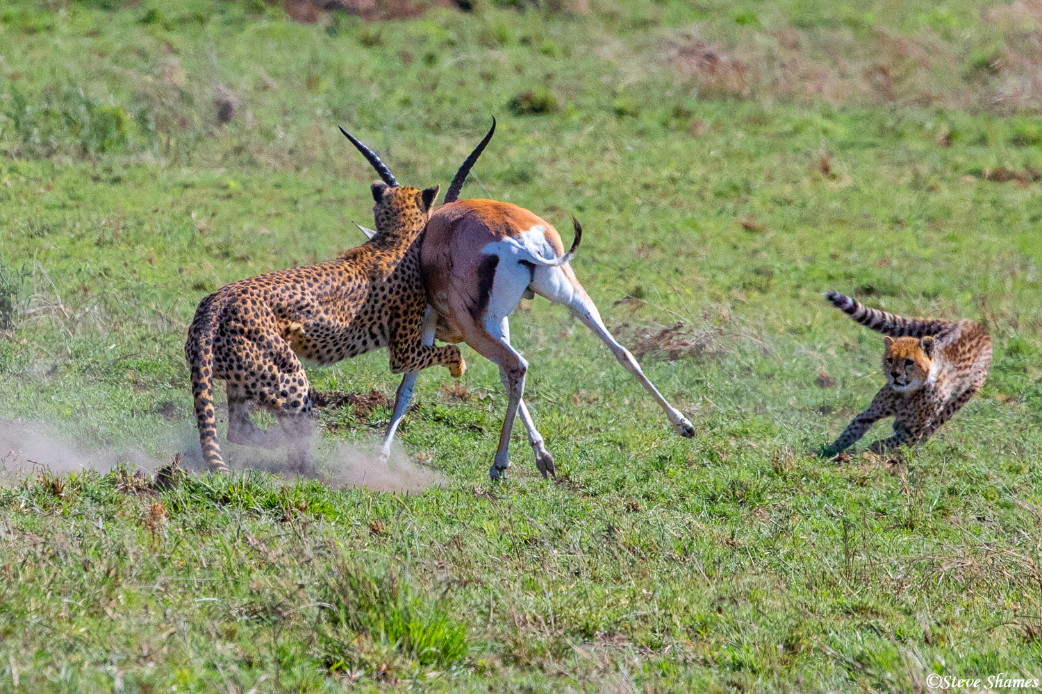 The mother cheetah tries to wrestle the grant's gazelle to the ground, while the cub comes in to lend a helping paw.