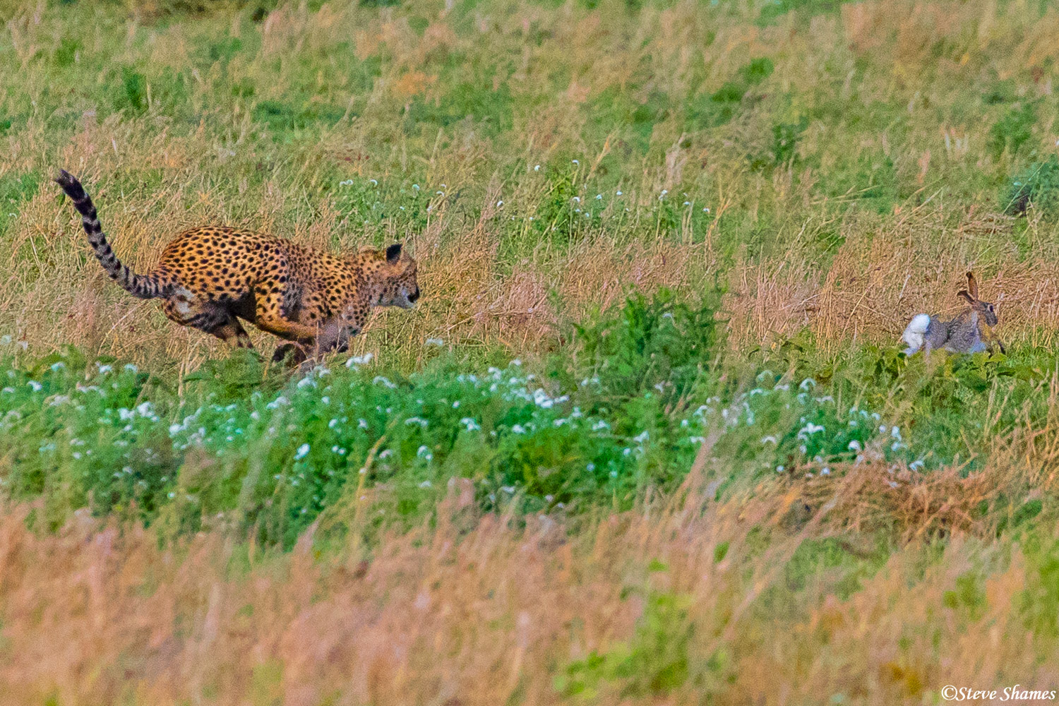 Mother cheetah at full speed chasing a rabbit. It's very hard to get a clear photo when they are zigzagging at full speed.