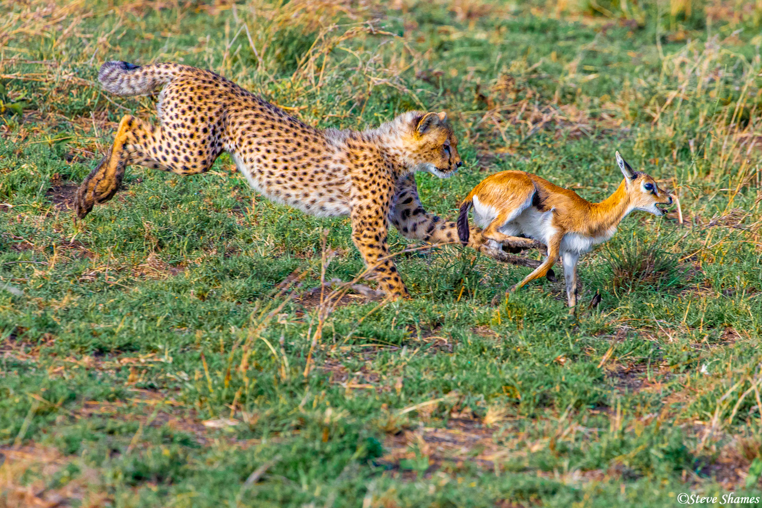 Cheetah cub practicing his chasing skills with this young Thomson's gazelle that his mother brought him.