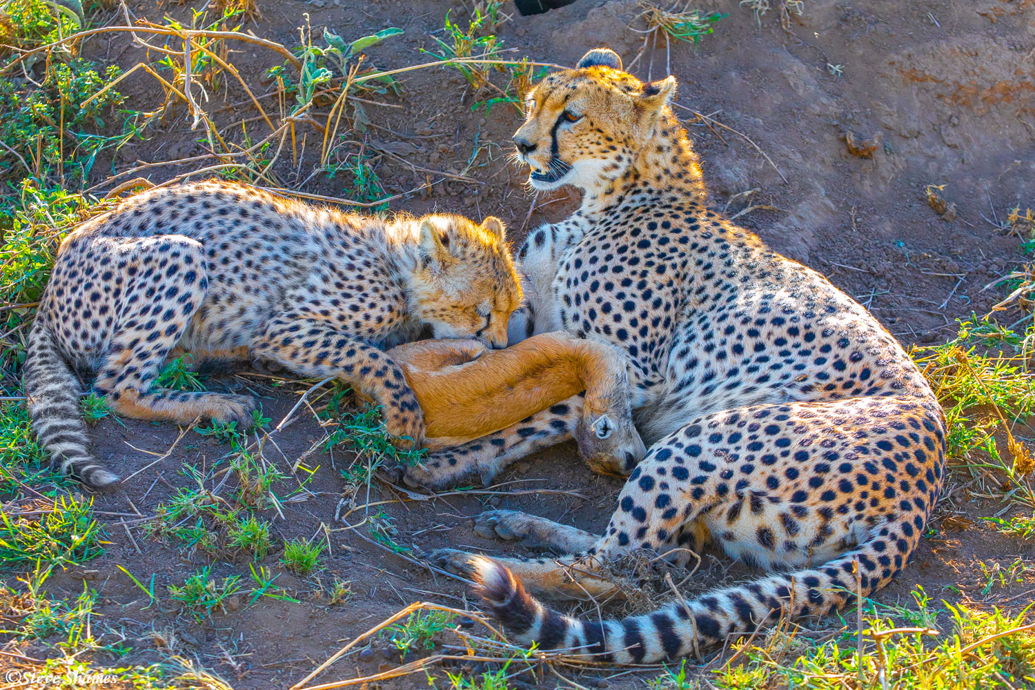 The cheetah cub finally kills the gazelle and settles in for a meal.