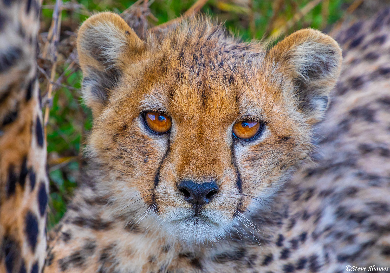 Cheetah cub close up
