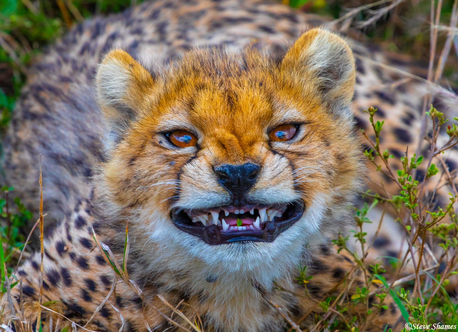 Here is a funny looking cheetah cub!