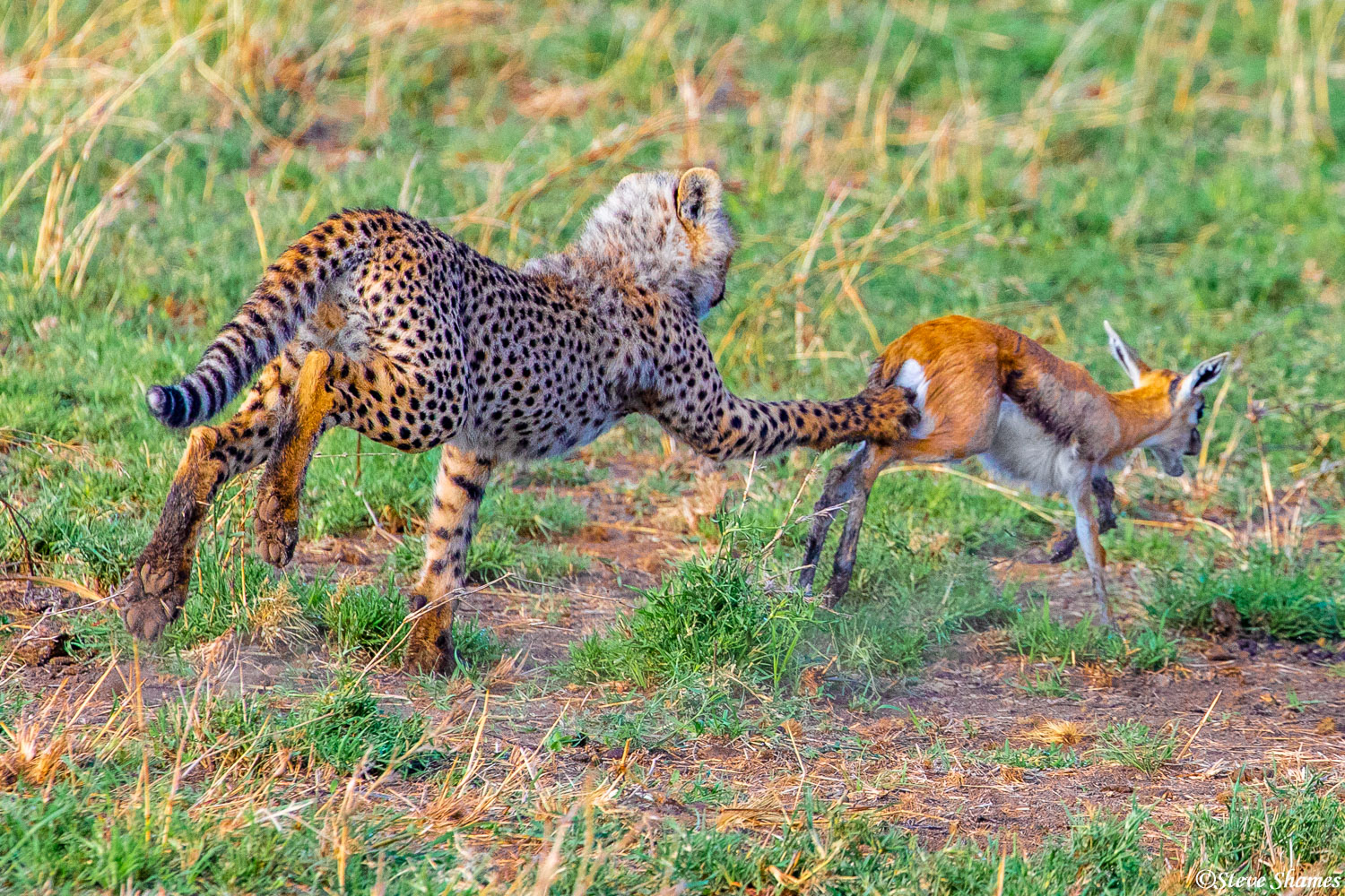 The cub is practicing his reach out and trip maneuver. That's how they bring an animal down at full speed.