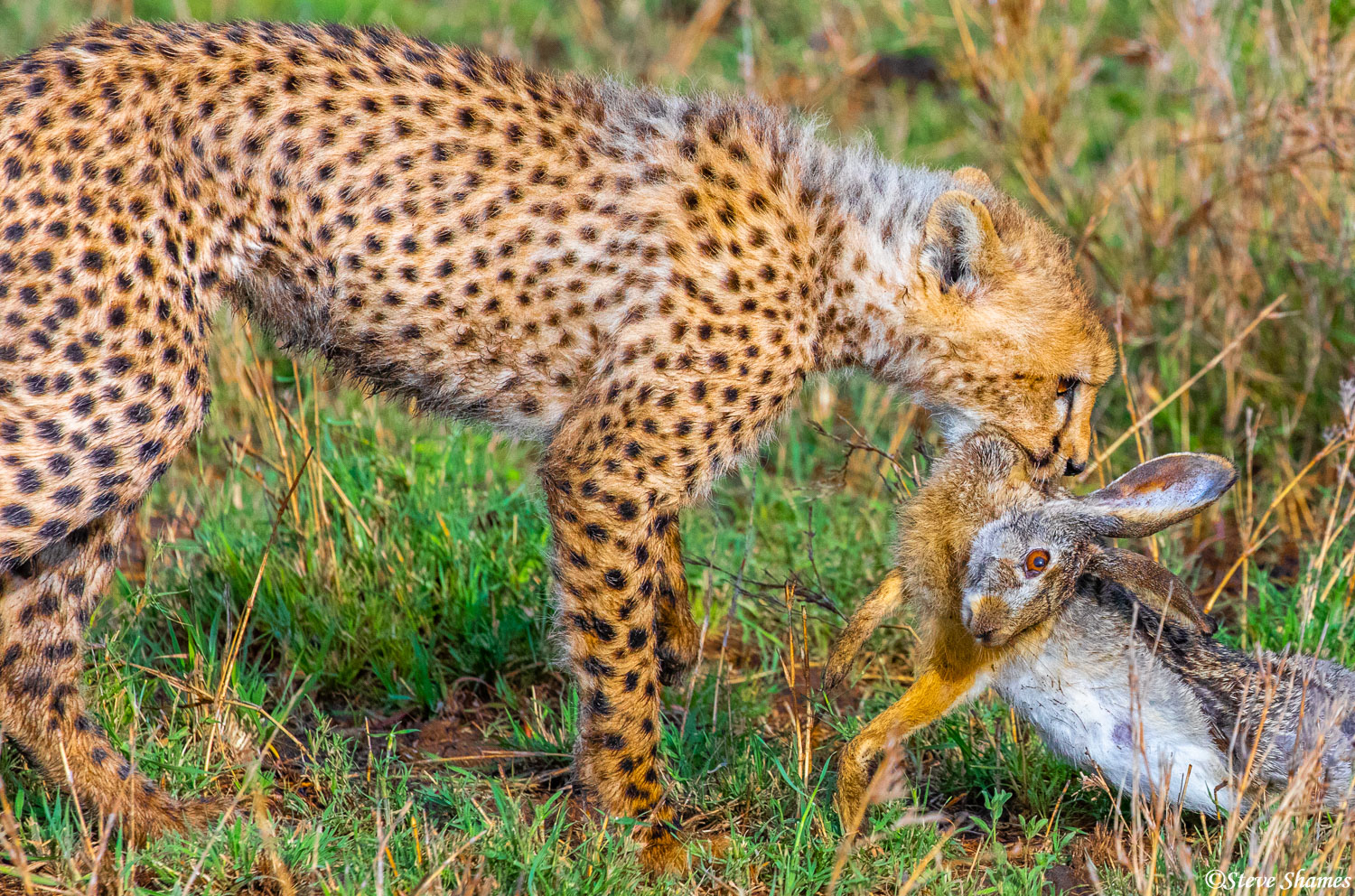The cheetah cub could hardly wait to get his jaws around the rabbit, for a little fun before eating.