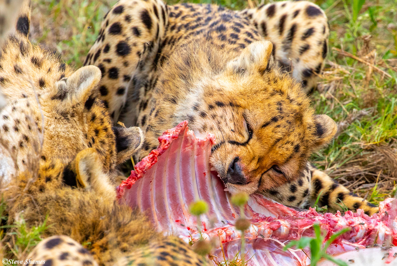Cheetah crunching through wildebeest ribs.
