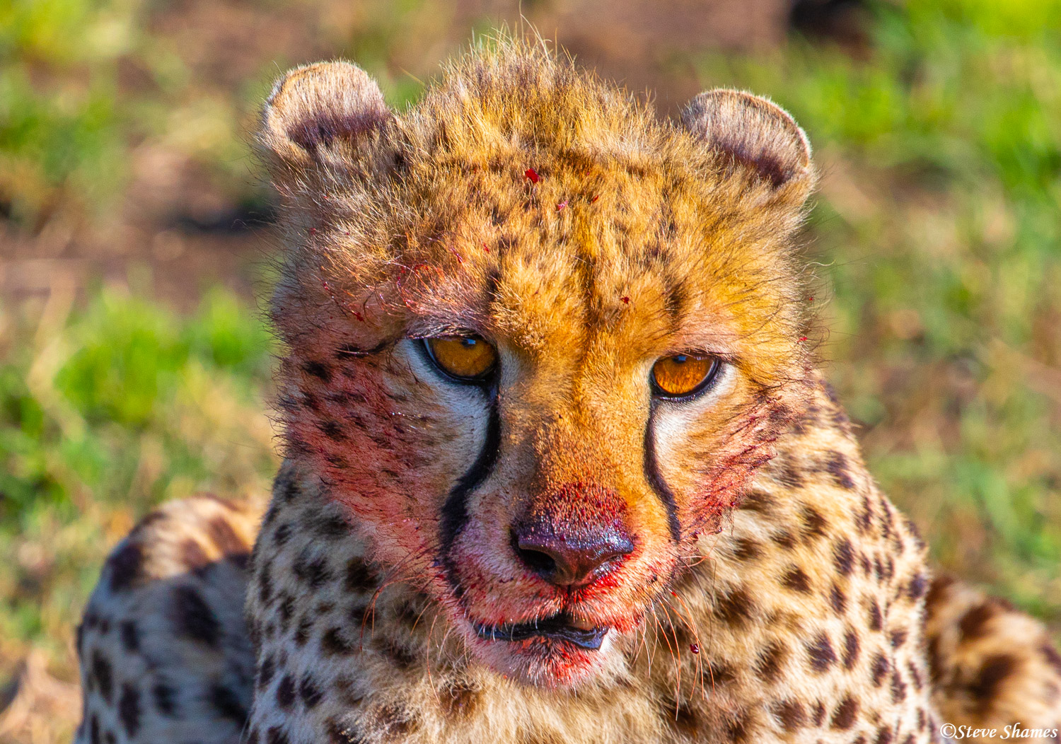 Close up of a bloody faced cheetah.