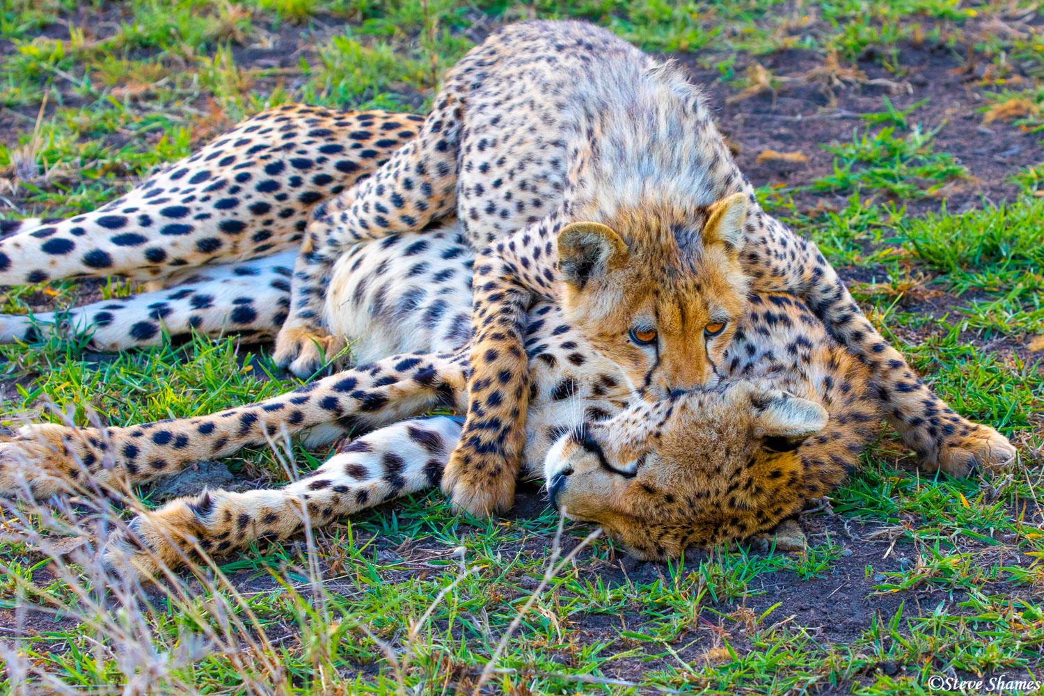 Mother and cub cheetahs playing around.