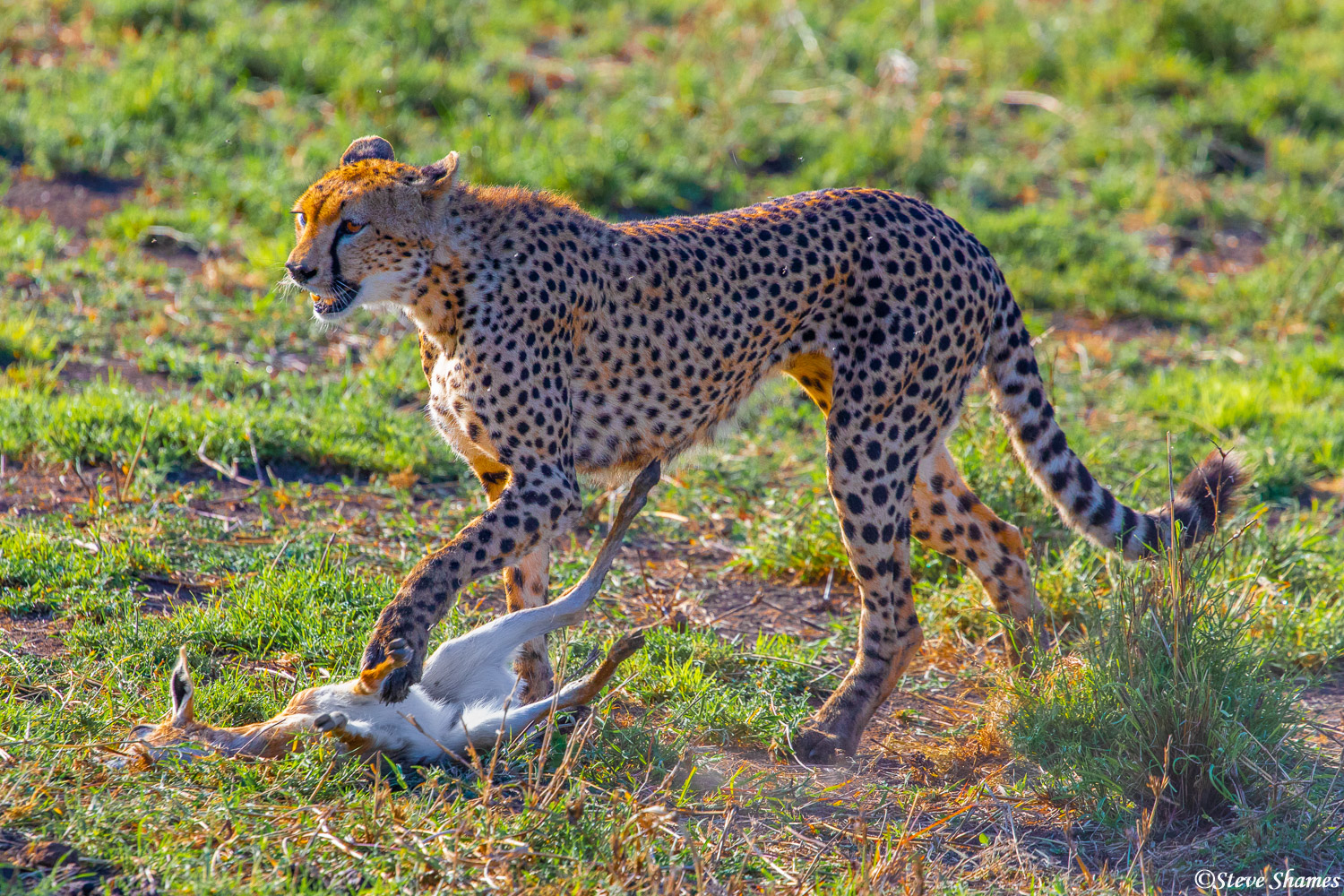 The mother brings back the gazelle, shaken up but very alive, and presents it to her cub.