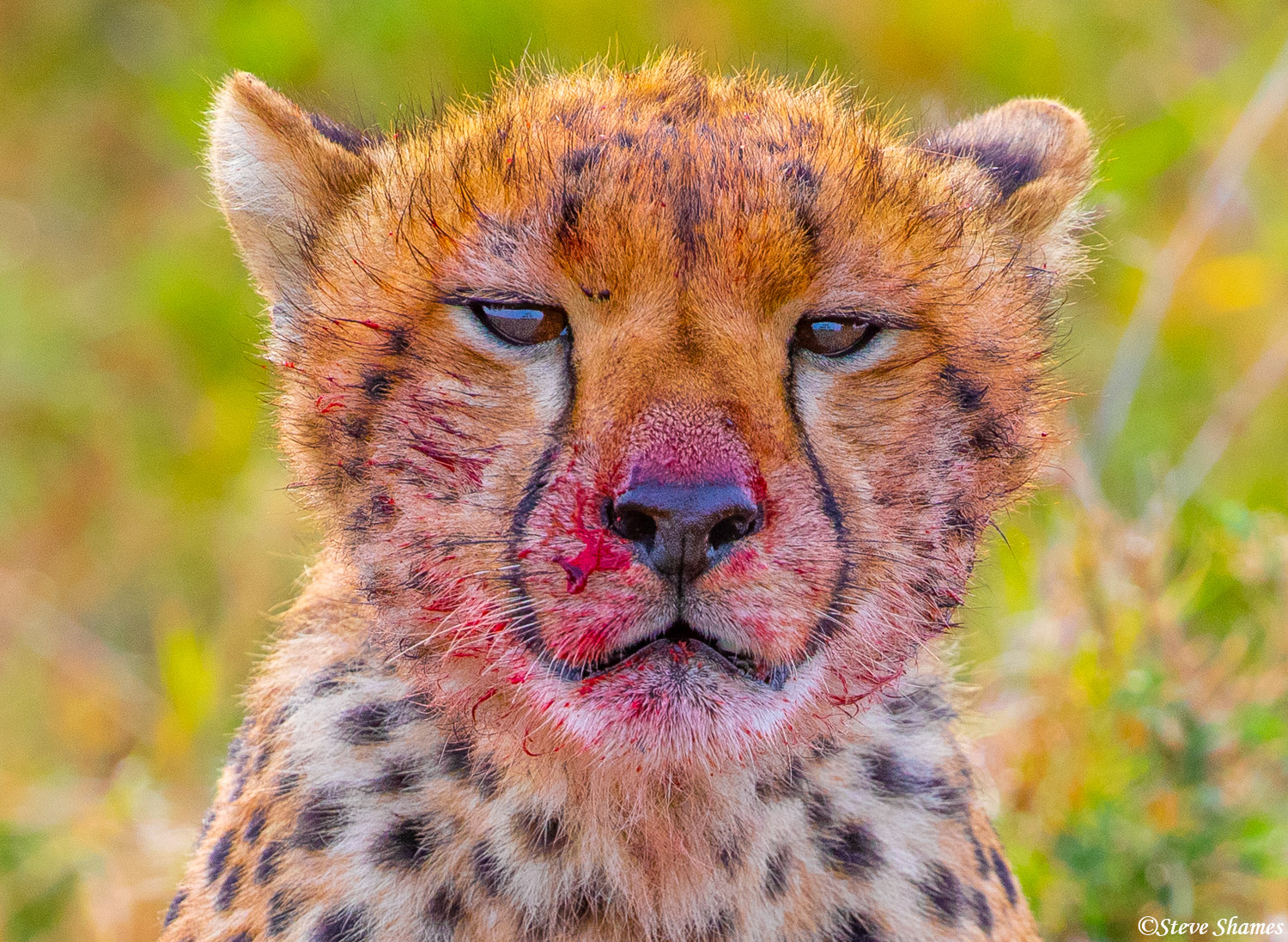 I call this bloody faced cheetah portrait "Cheetah Mugshot"