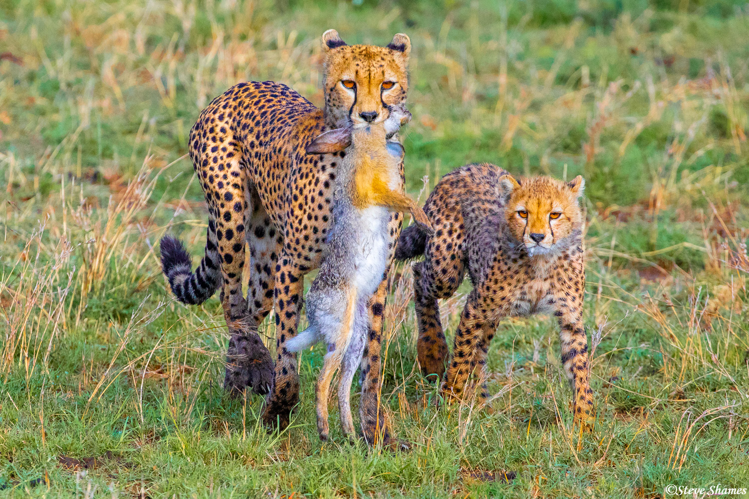 A proud mother cheetah carrying her rabbit kill. It was about a 5 second full speed zig zigging chase, but she got it!