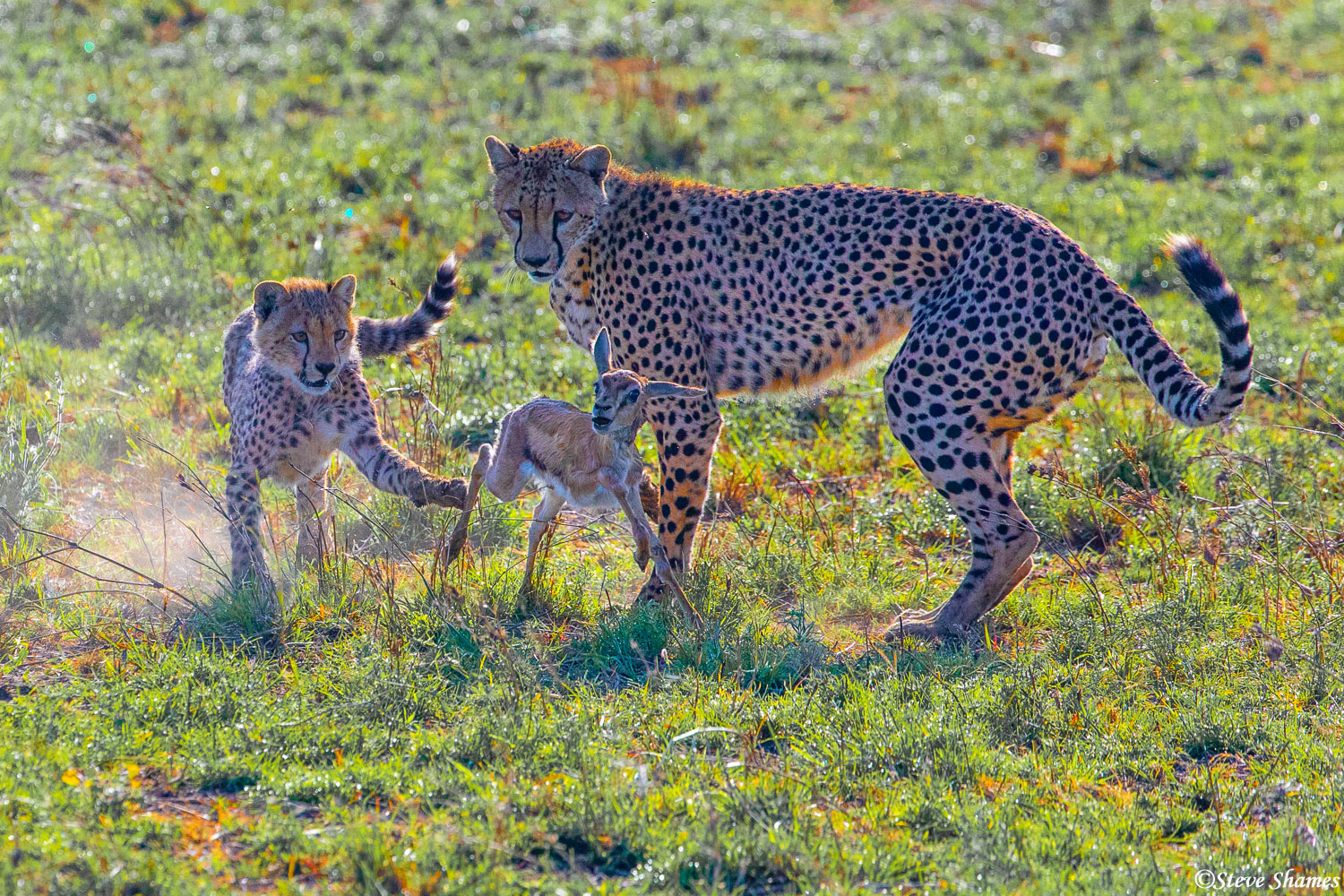 And here is why the mother kept the gazelle alive, so the cub can practice hunting skills!