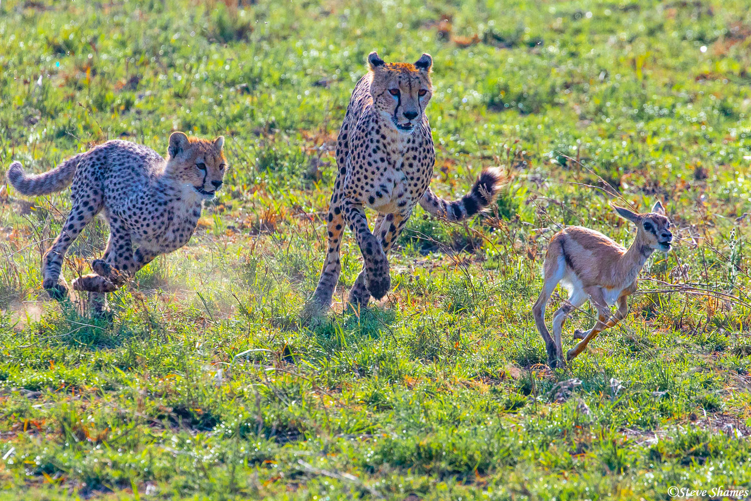 Africa-Cheetahs Running After Gazelle | Serengeti National Park