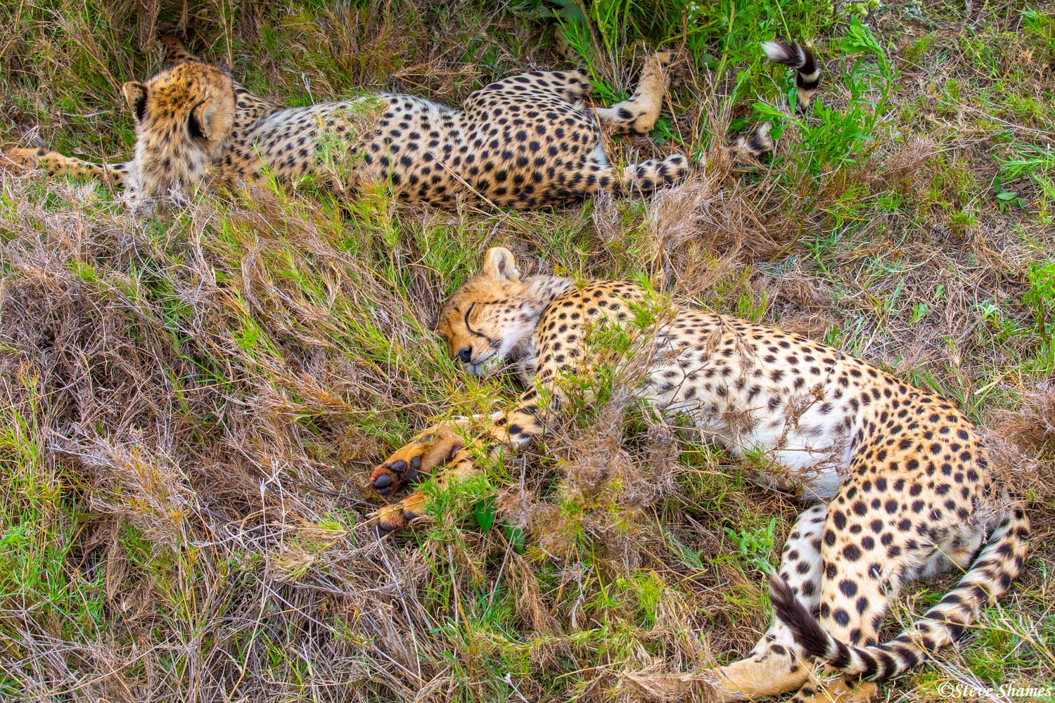 Cheetah cubs sleeping off a full meal, which all cats like to do.