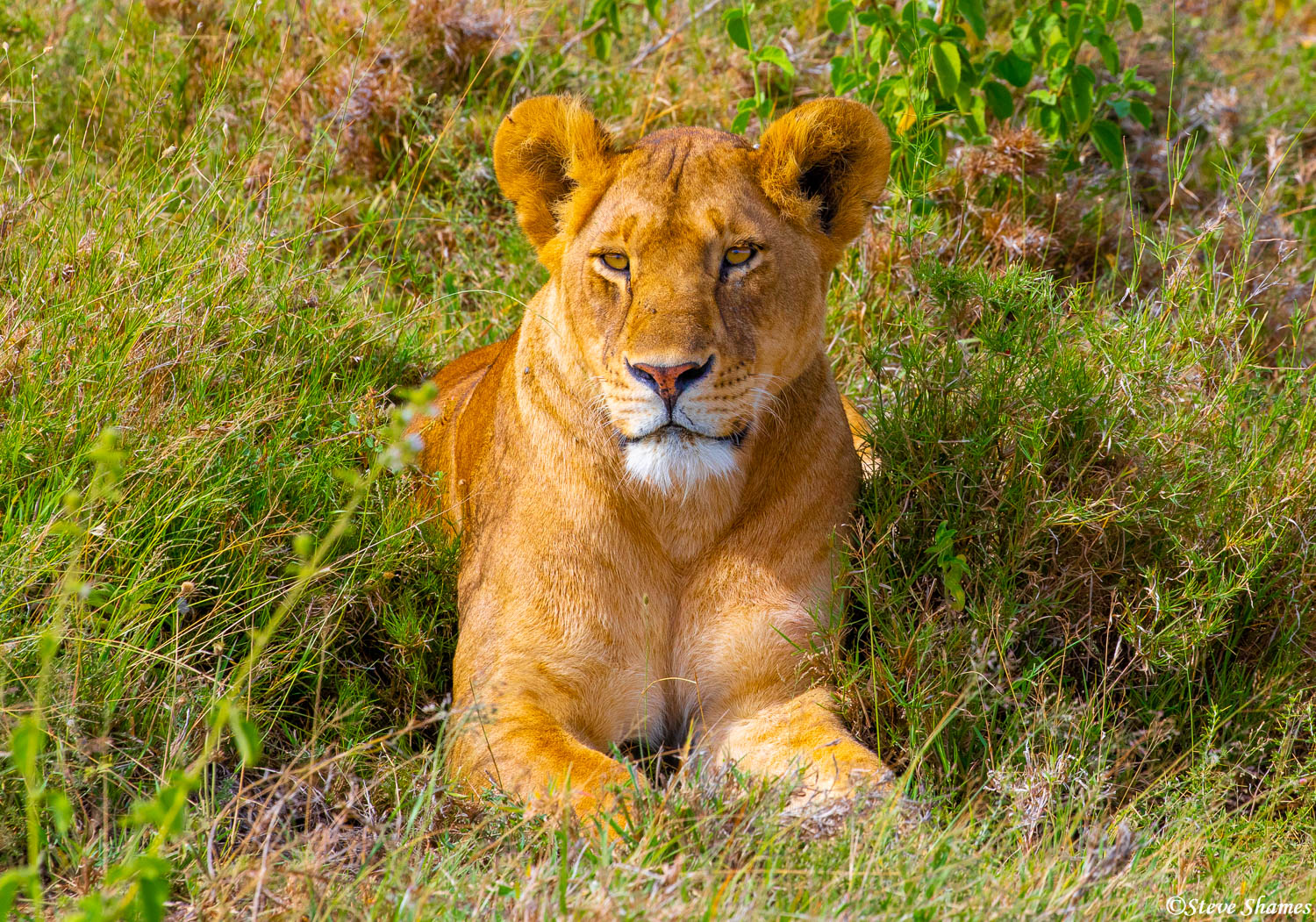 I like this portrait of a very happy and content looking lioness.