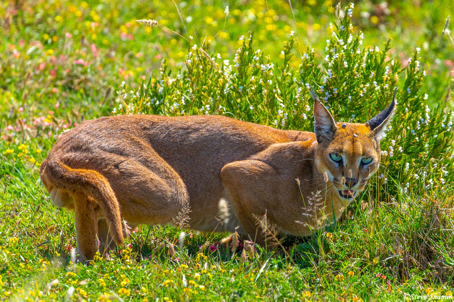 Caracal cat crouching in the grass.