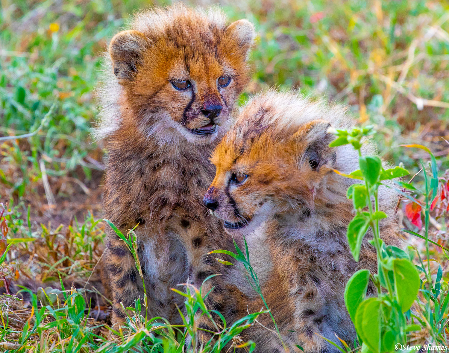 These tiny balls of fur are cute little cheetah cubs.