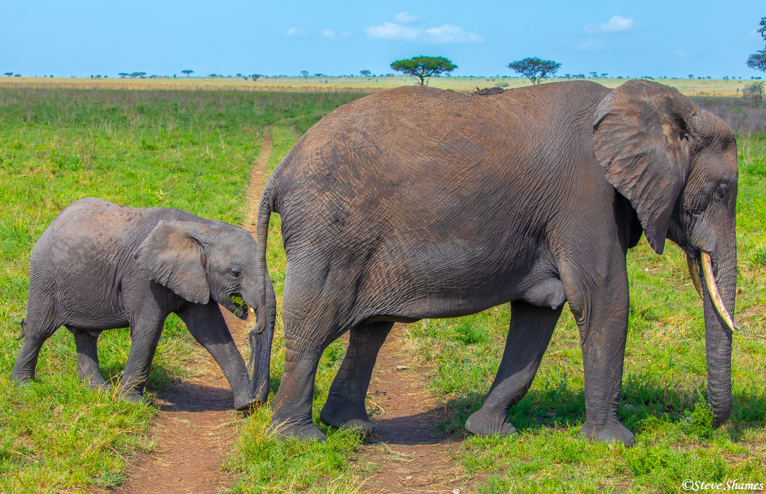 Mother and calf elephant crossing the road. Wherever the calf is, the mother is close by.
