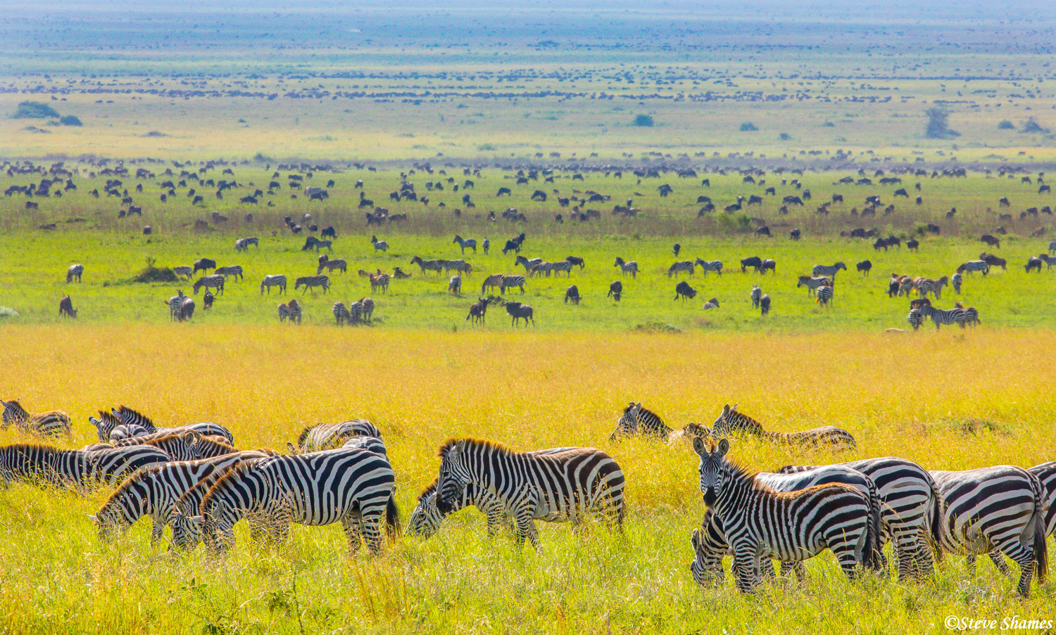 Serengeti means "endless plains" and here they are. I like the different colored layers of yellow and green and brown, in this...