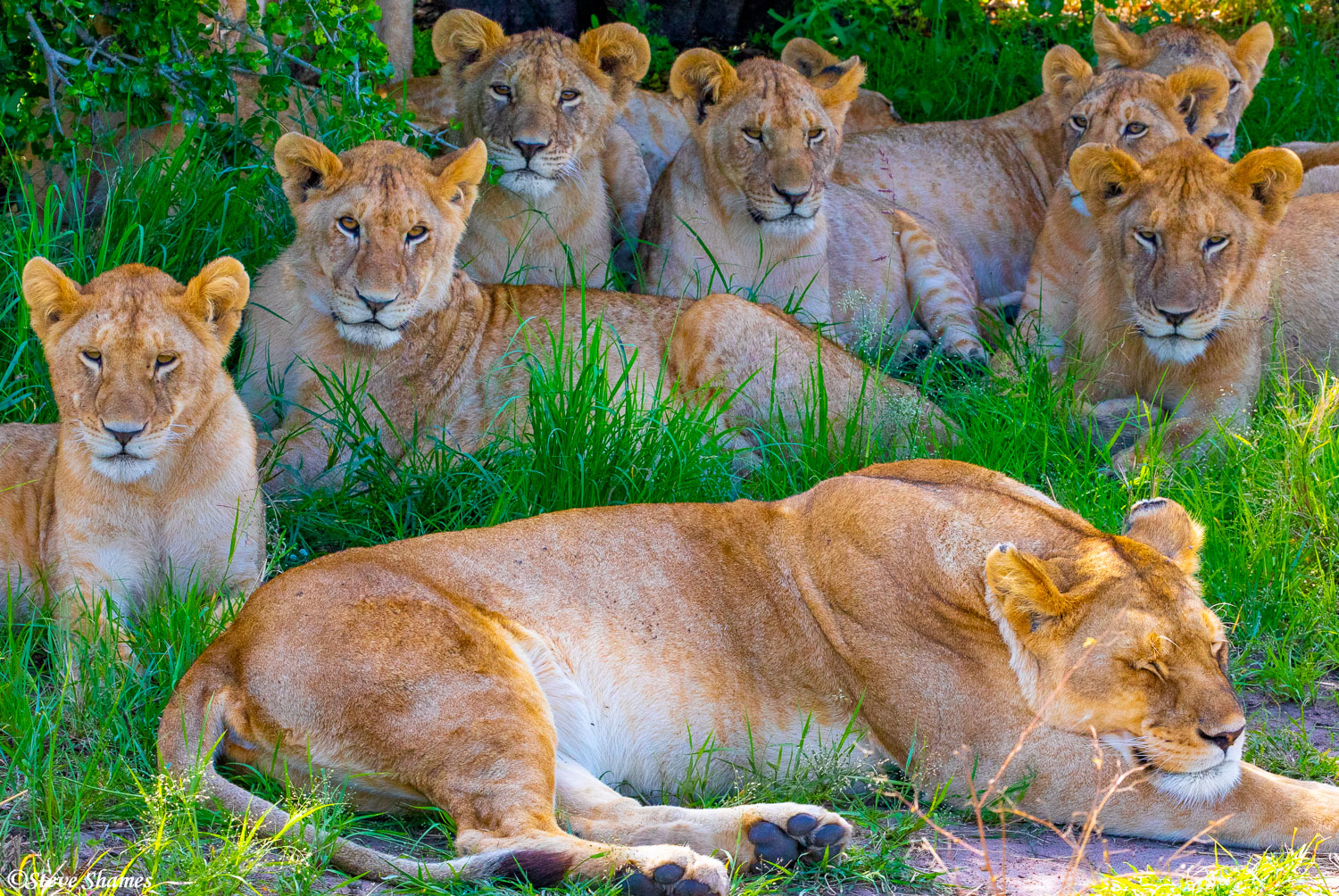 A family of lions resting in the shady grass, posing for a picture.