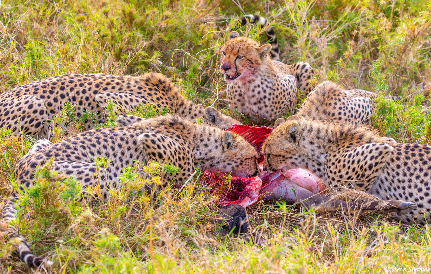 One cheetah takes a break, while the other four dig in.