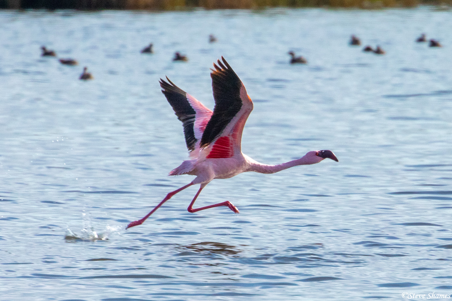 Flamingos get airborne by running on the water. Its quite a sight to see.