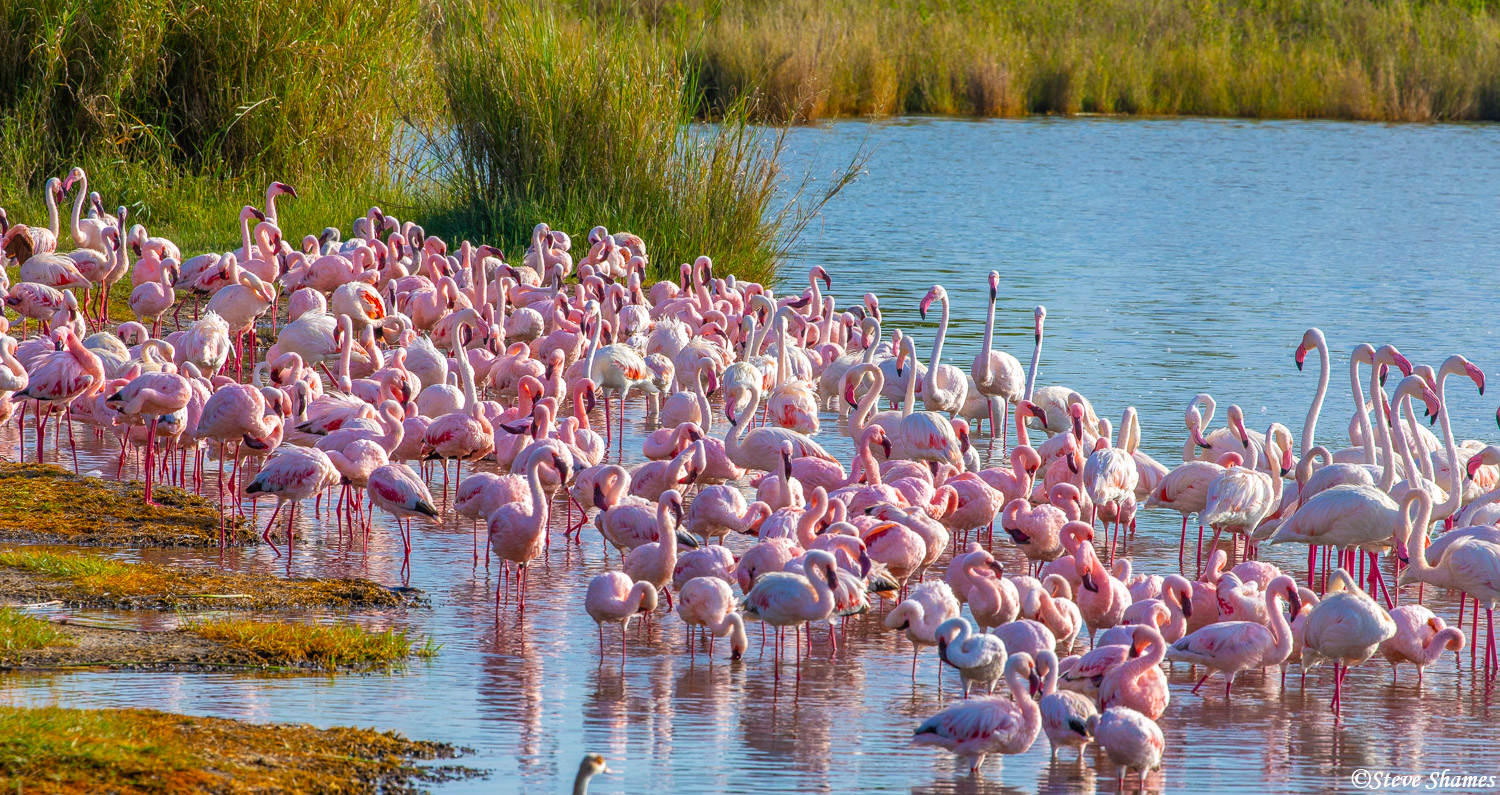 A lake full of flamingos!