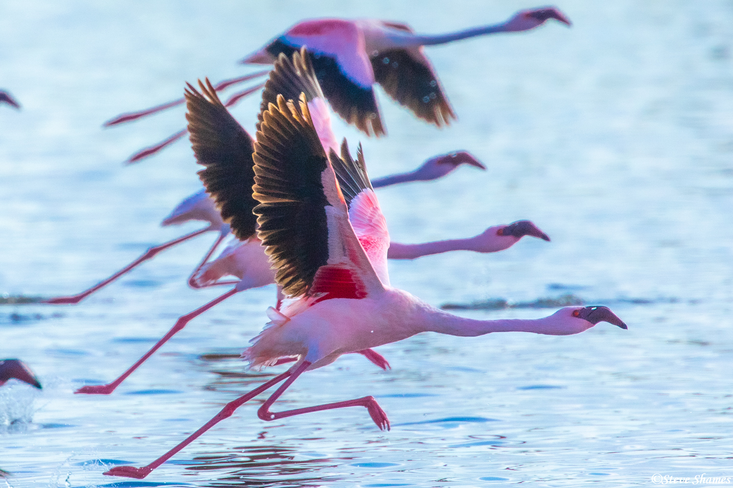 Its sometimes a struggle for flamingos to get airborne. They seem to run on the water.