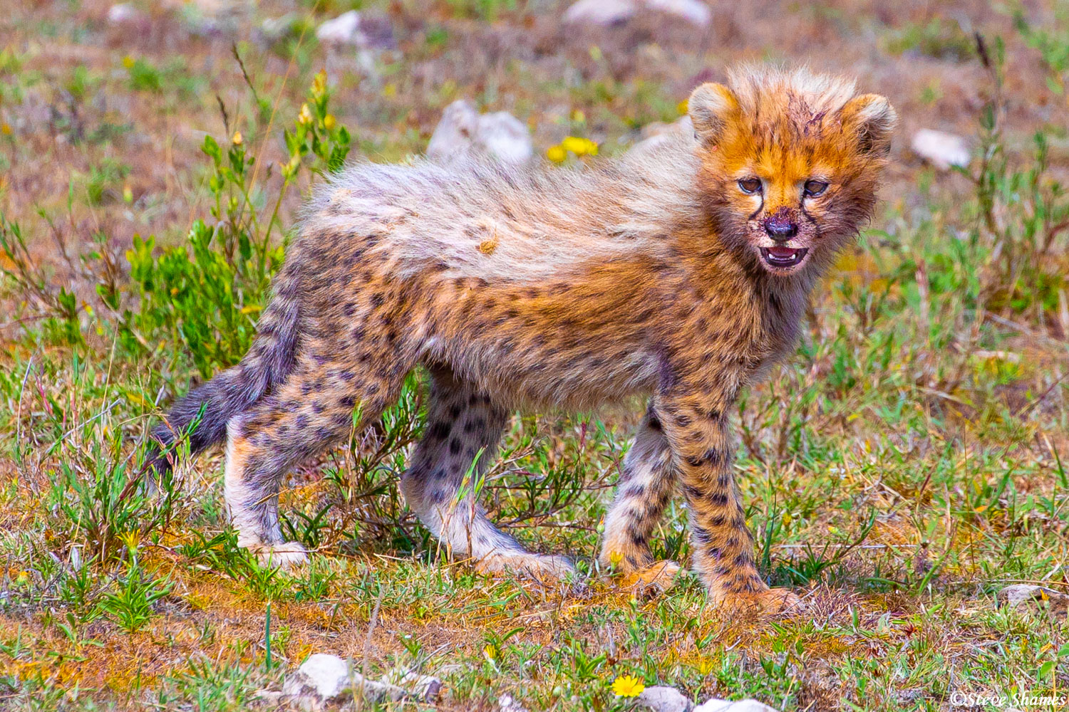 Cheetah cubs are the cutest little cats in Africa, with their fluffy backs.