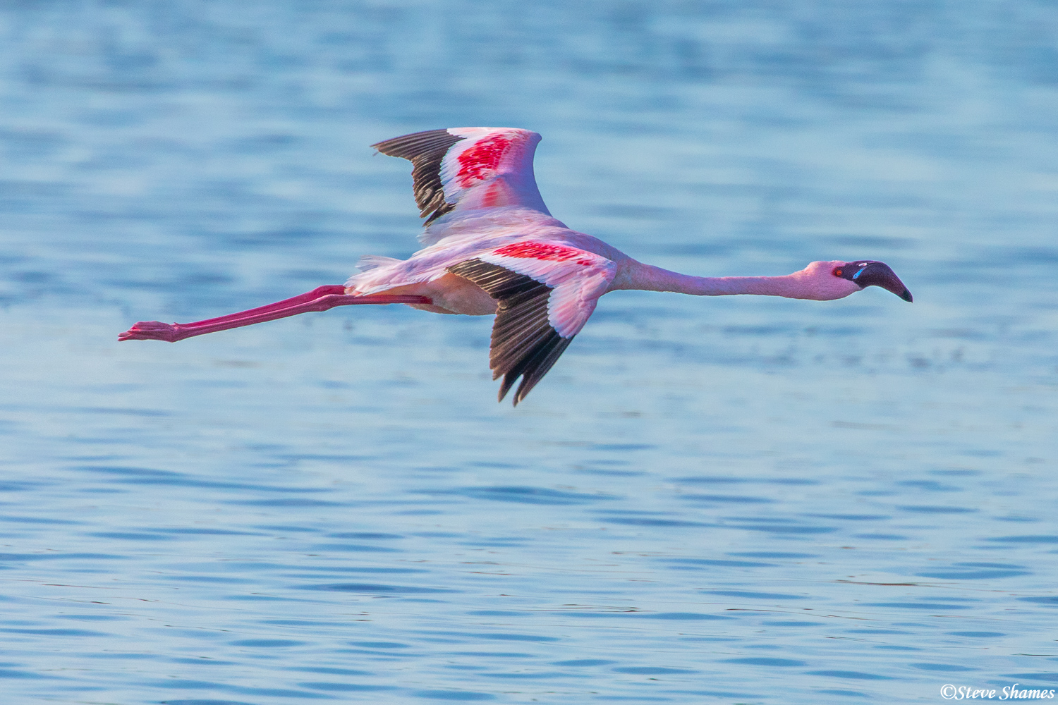 A graceful flamingo effortlessly gliding over the water.