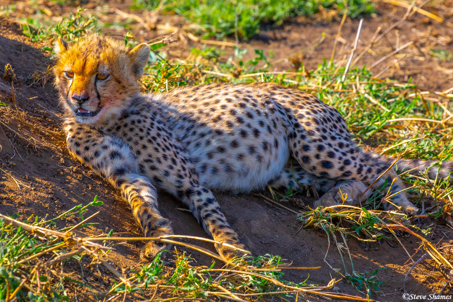 This cheetah cub has a belly full of gazelle.